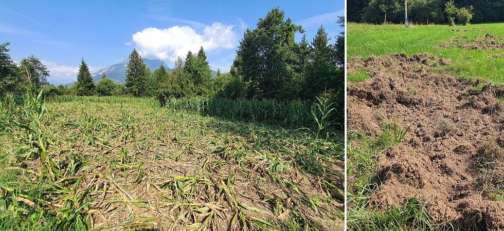 I cinghiali devastano un campo di mais e arano i prati, Dallapiccola